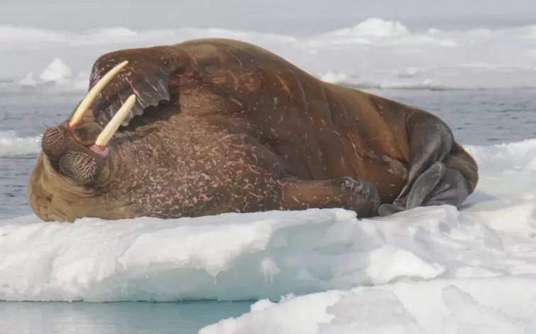 Expedition - Franz Josef Land Explorer